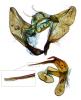 Aethes hartmanniana